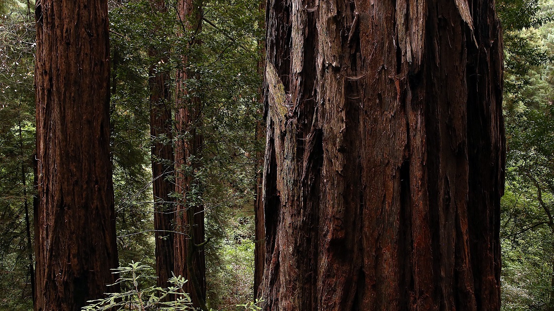 L uomo Che Clona Le Sequoie Per Salvarle LifeGate