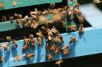 Why Cuba produces only organic honey and exports it to the world