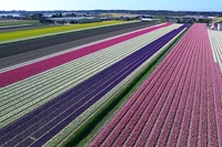 Sorvoliamo la stagione dei tulipani nei Paesi Bassi