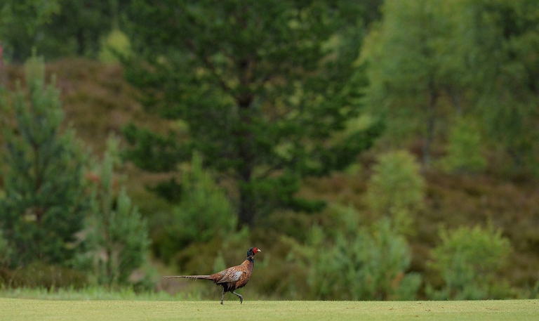 Fagiano attraversa un campo