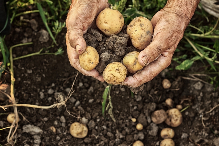 Raccolta delle patate © valentinrussanov/iStock