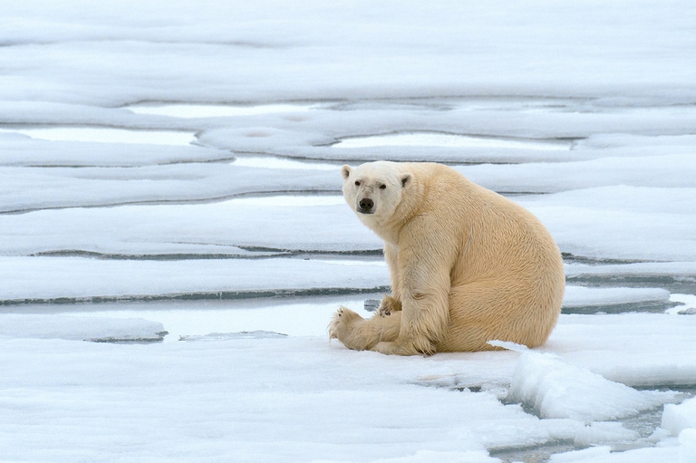 Orso polare sulla banchisa