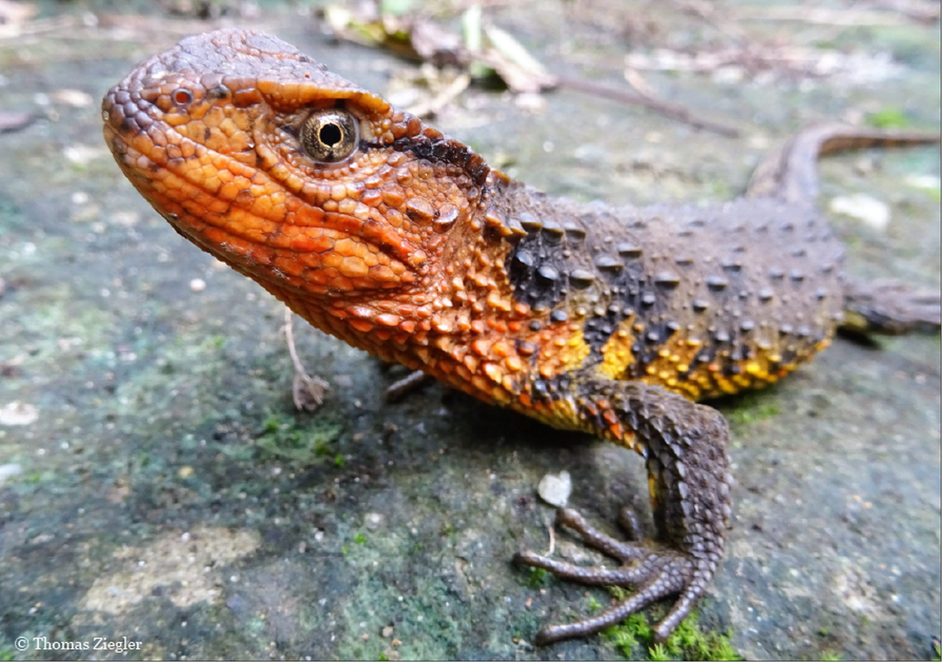 Shinisaurus crocodilurus vietnamensis