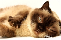 Allergia al pelo dei gatti, arriva il vaccino felino per sconfiggerla