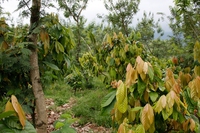 Ghana, festeggiano i coltivatori di cacao e le foreste, il governo concede il possesso degli alberi da legname