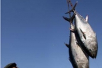 Il mare è sgombro