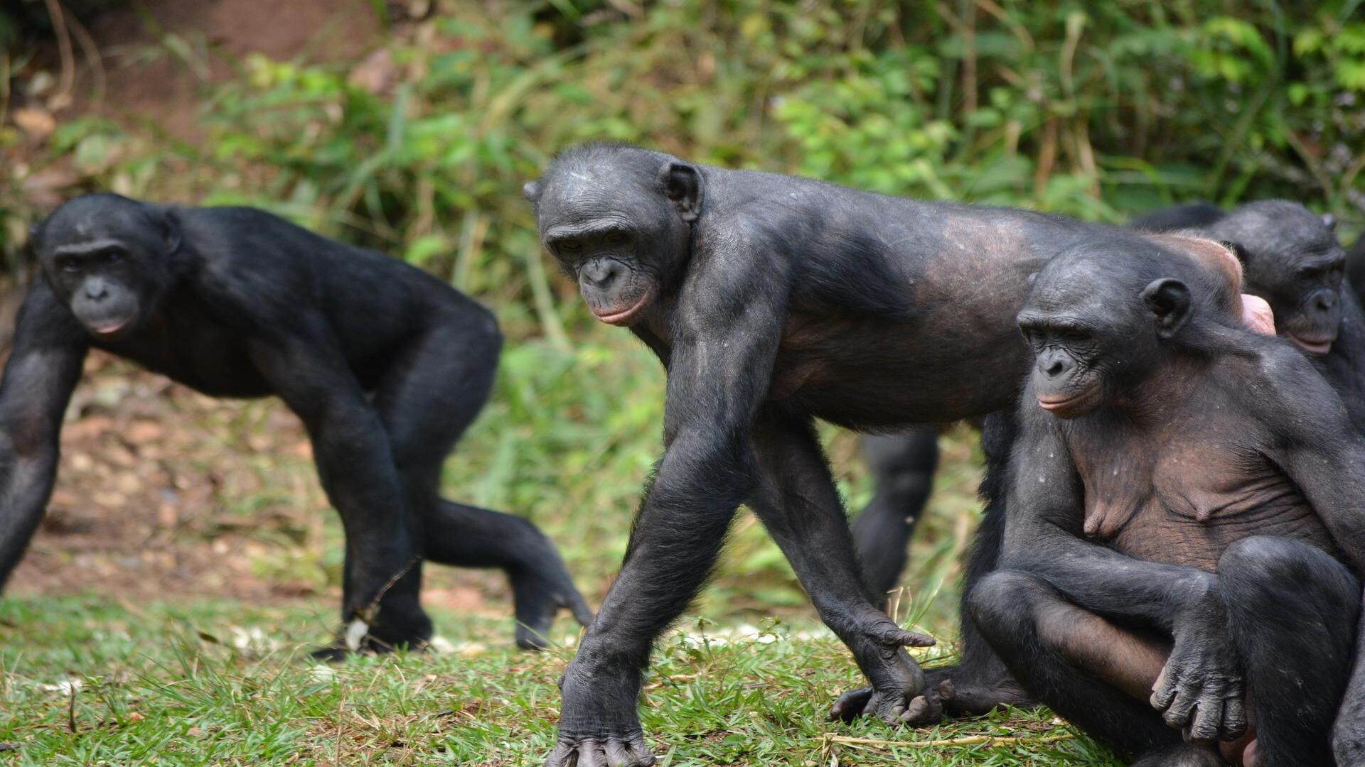 Grazie all’associazione Friends of bonobos, un gruppo di 14 bonobo è stato ...