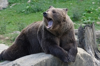 L’orso trentino M57 è stato deportato in Ungheria in un parco-zoo