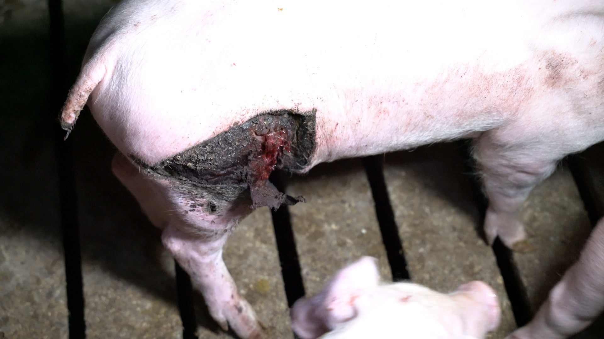 Una ferita aperta su un maiale dell'allevamento di Brescia