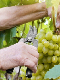 Fruits and vegetables in season by month: September