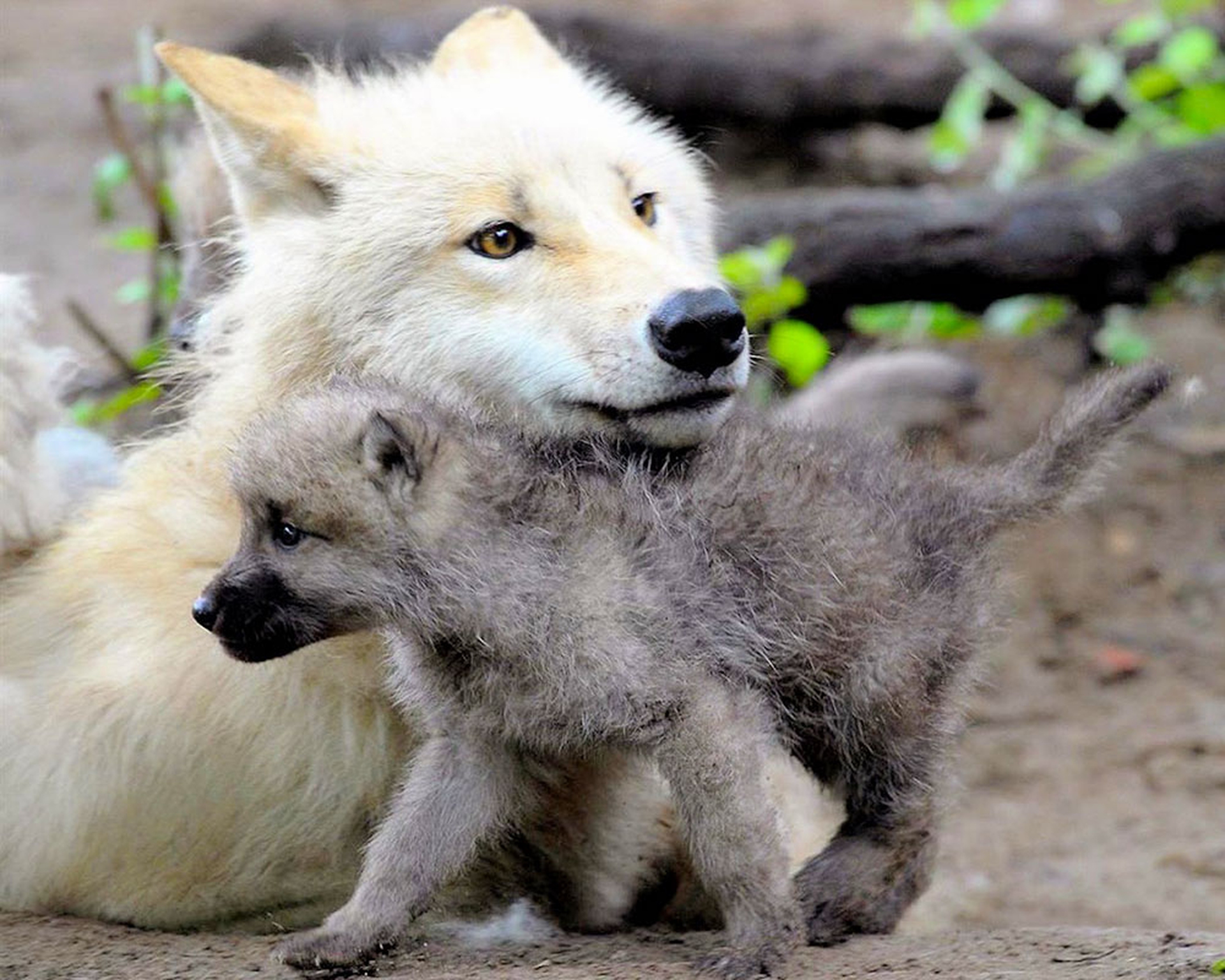 Ласковые звери фото. Волчонок Волков. Волк волчица и Волчонок. Про маленького волчонка. Волк с волчатами.