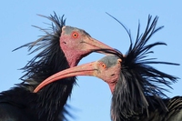 Buone notizie per l’ibis eremita, l’estinzione è un po’ più lontana