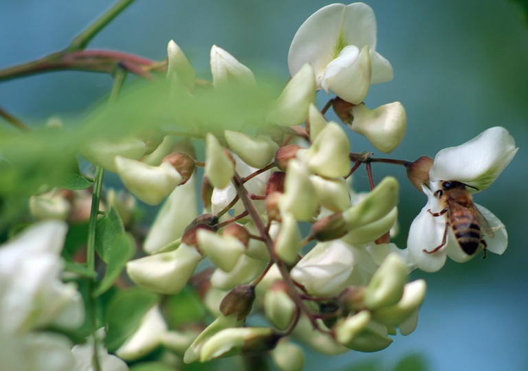 miele biologico alce nero