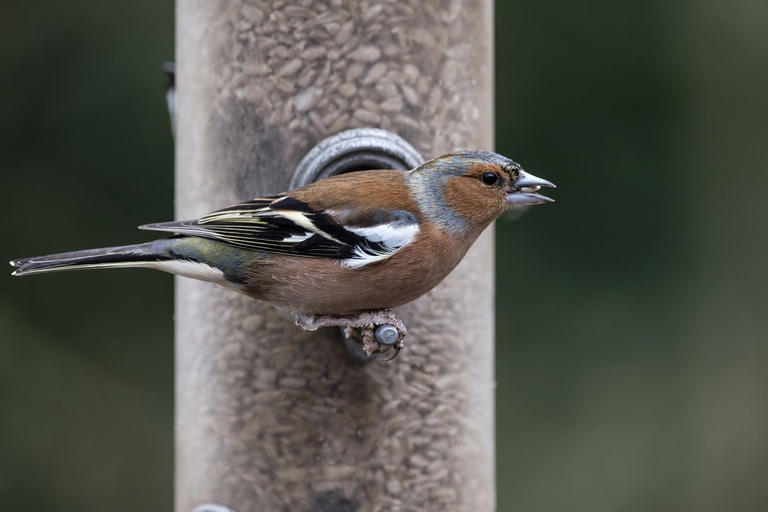 Fringuello che ha preso un seme da una mangiatoia in un giardino