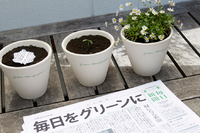 Japan, the newspaper that becomes a plant (again)