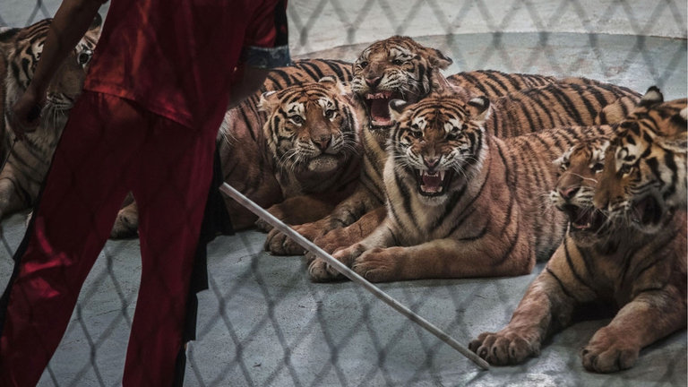 maltrattamenti su tigri in cattività