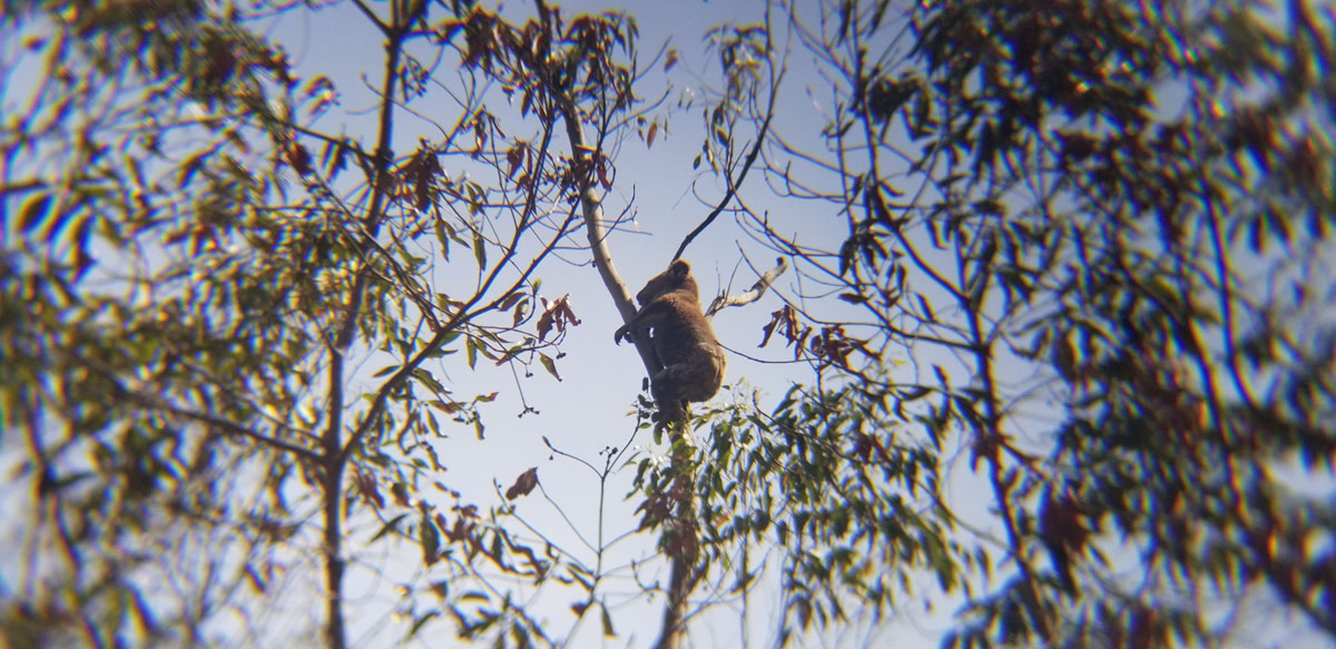Koala arrampicato su un albero
