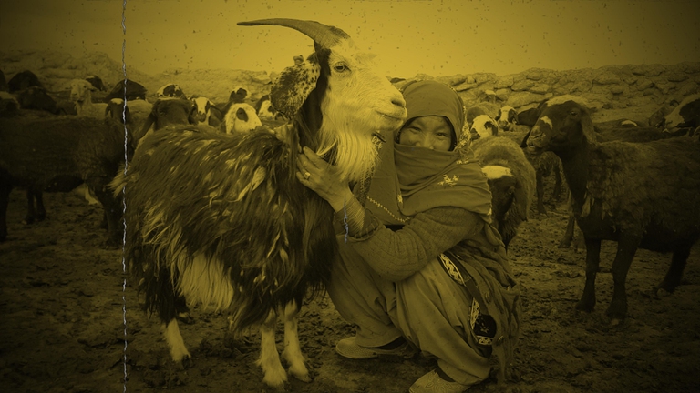 Qurut, Interdependence