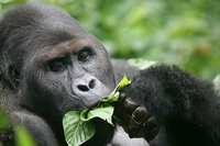 The eastern lowland gorilla isn’t doing well. It’s now critically endangered