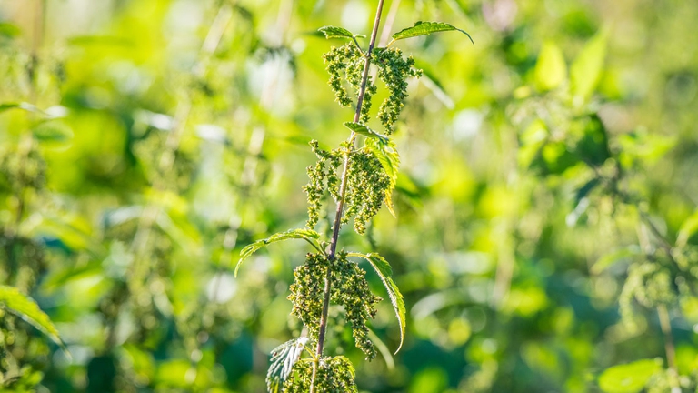 ortica macerato afidi
