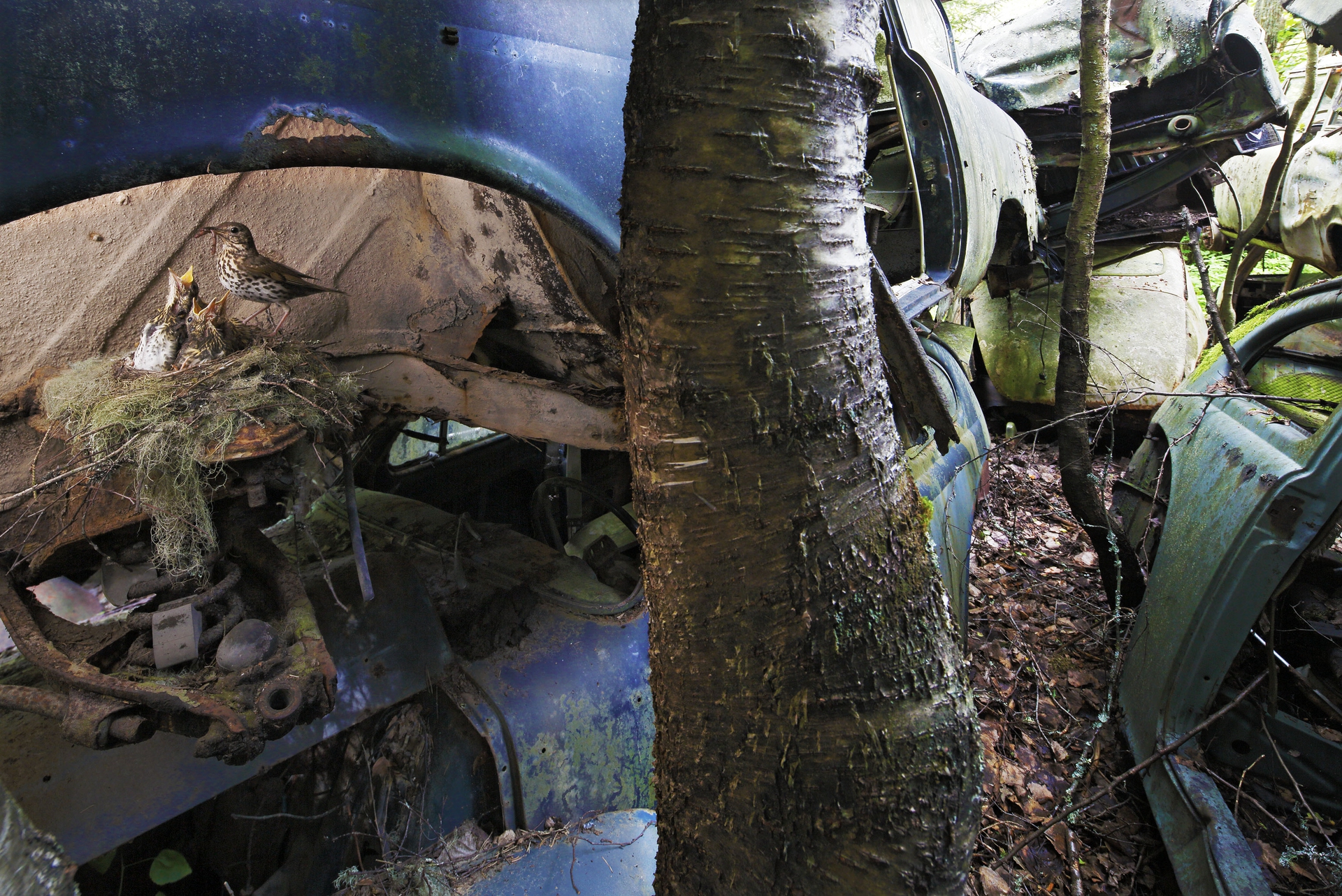 64_Pål Hermansen (Norway)_Life after rust