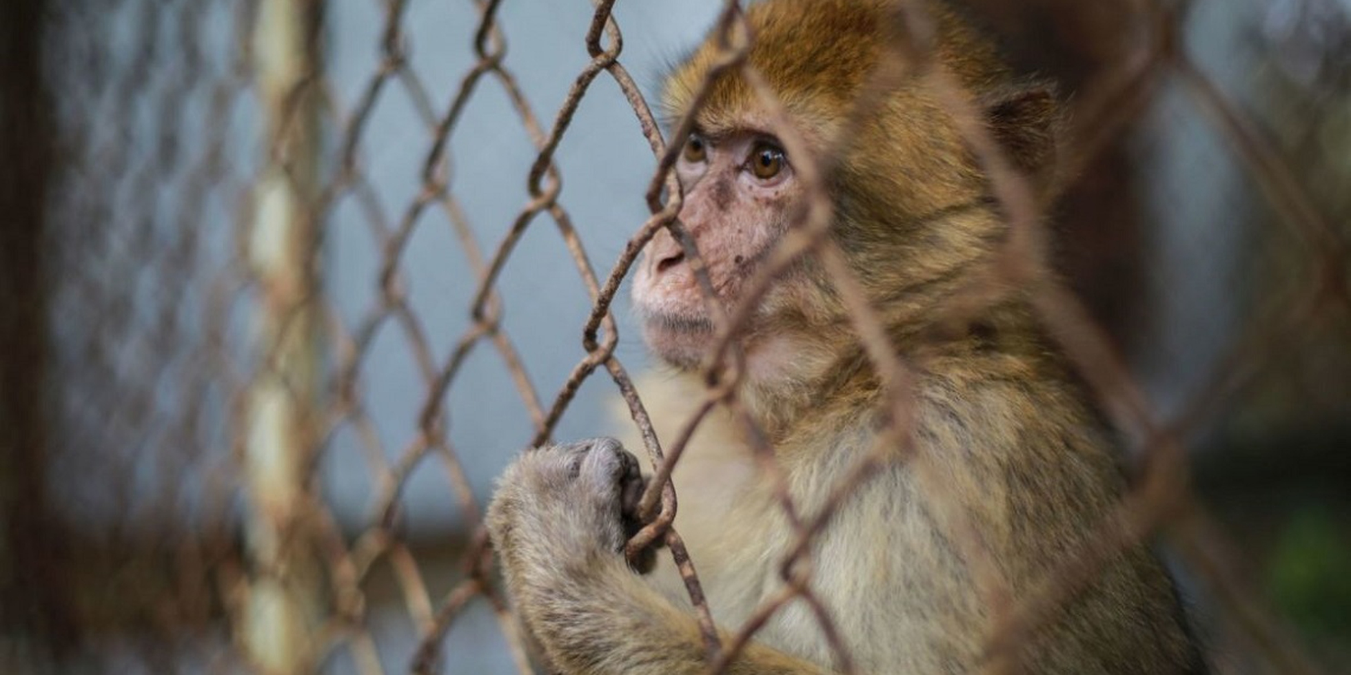 Bad zoo. Голодающая обезьяна. 5 Обезьян. Обезьяна не настоящая.