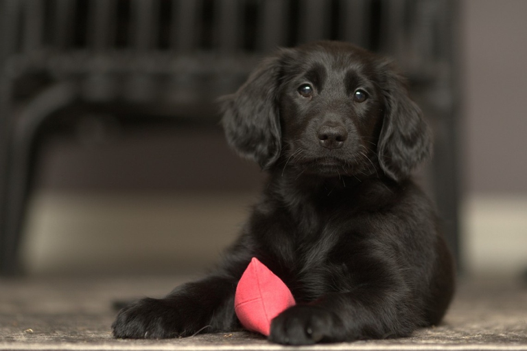 flat coated retriever