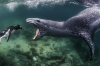 Maestosa e fragile. È la natura negli scatti dei World nature photography awards