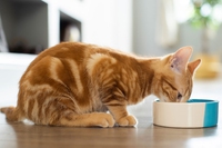 Alimentazione del gatto, consigli e miti da sfatare