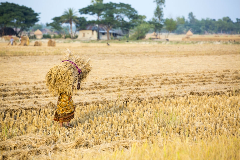 india delta del gange raccolta riso foto Global warming images WWF Canon _330665