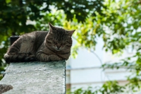 Animali in città, come migliorare la vita dei cittadini a quattro zampe