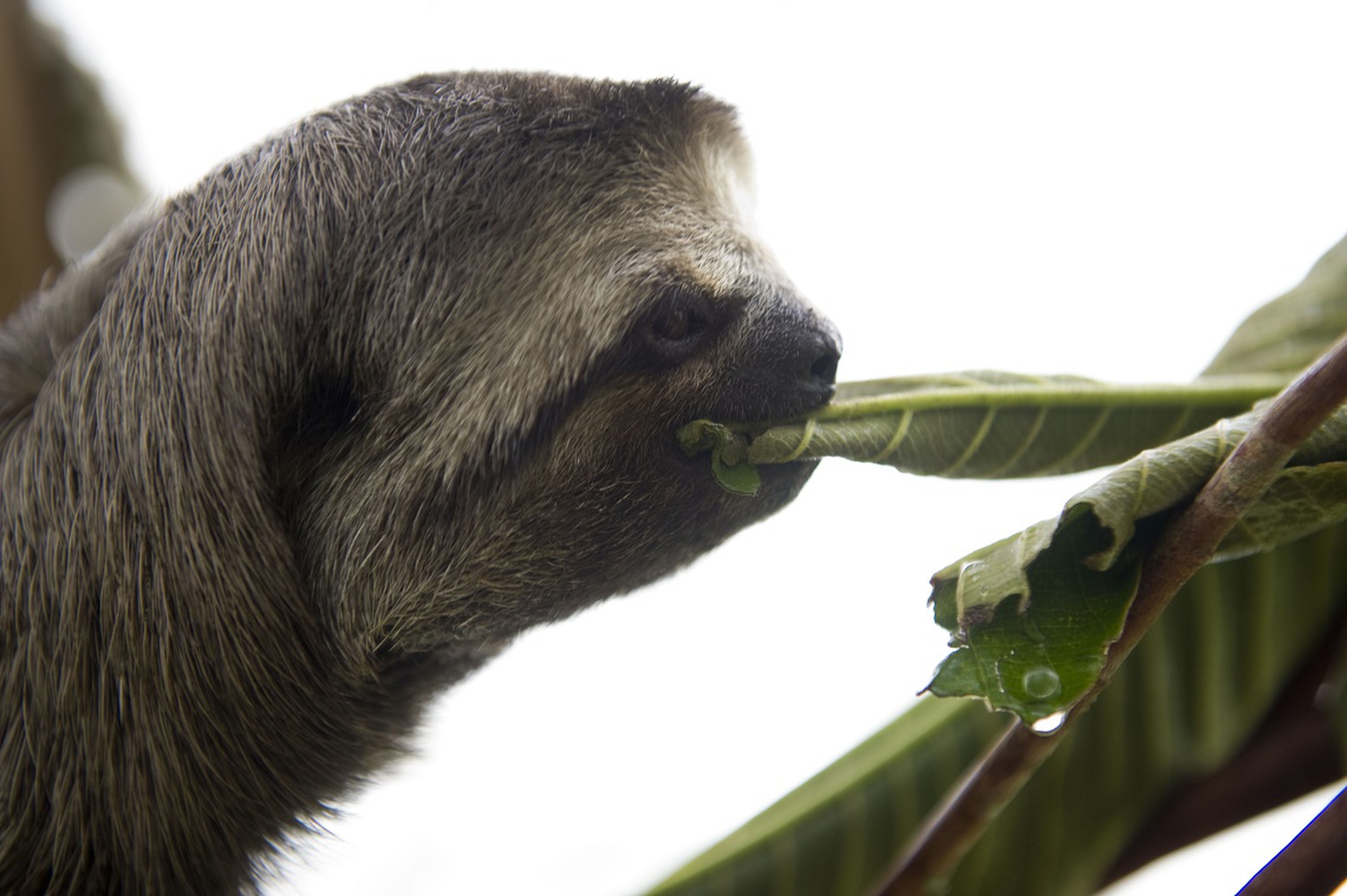 A sloth eating
