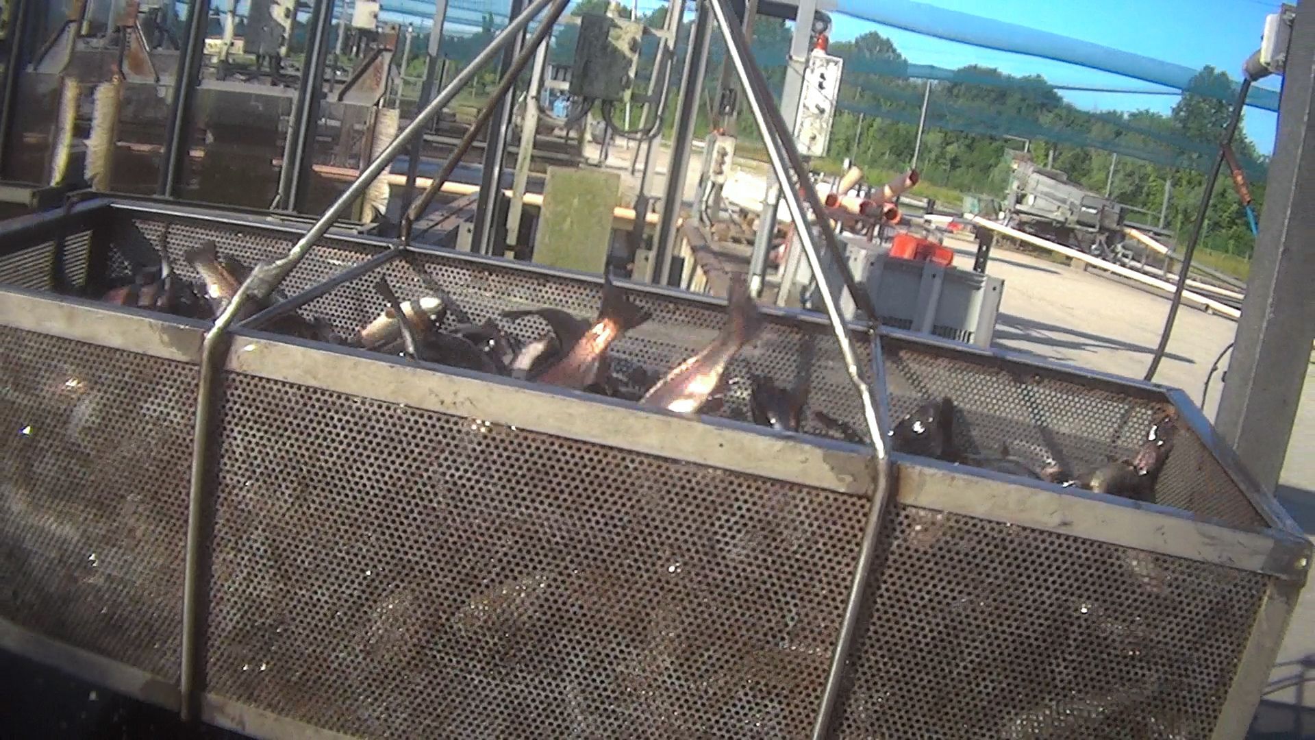 Trasporto pesci vivi