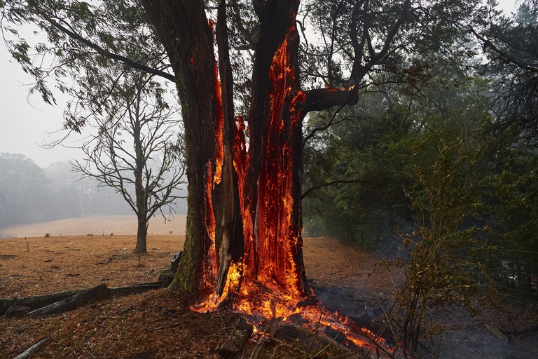 Incendi in Australia, 5 gennaio 2020 © Brett Hemmings/Getty Images