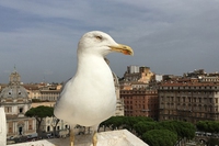 Perché Roma è invasa dai gabbiani, i nuovi padroni della città