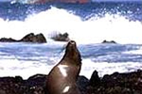 Galapagos: un anno dopo