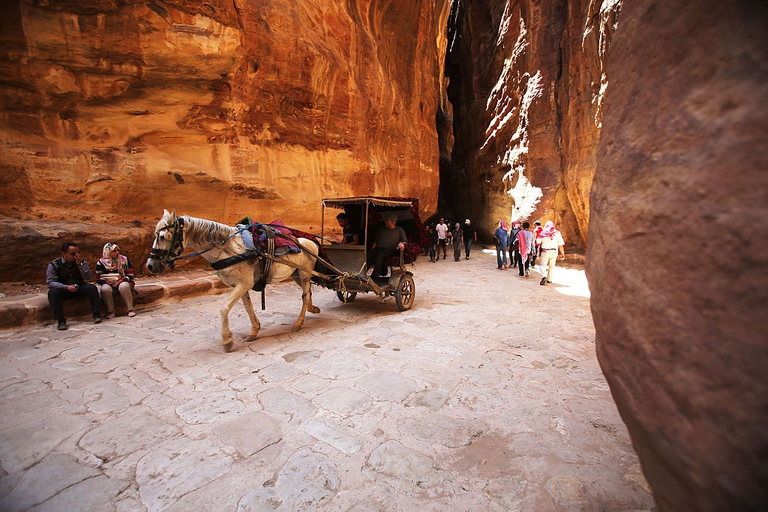 Peta denuncia maltrattamenti animali a Petra