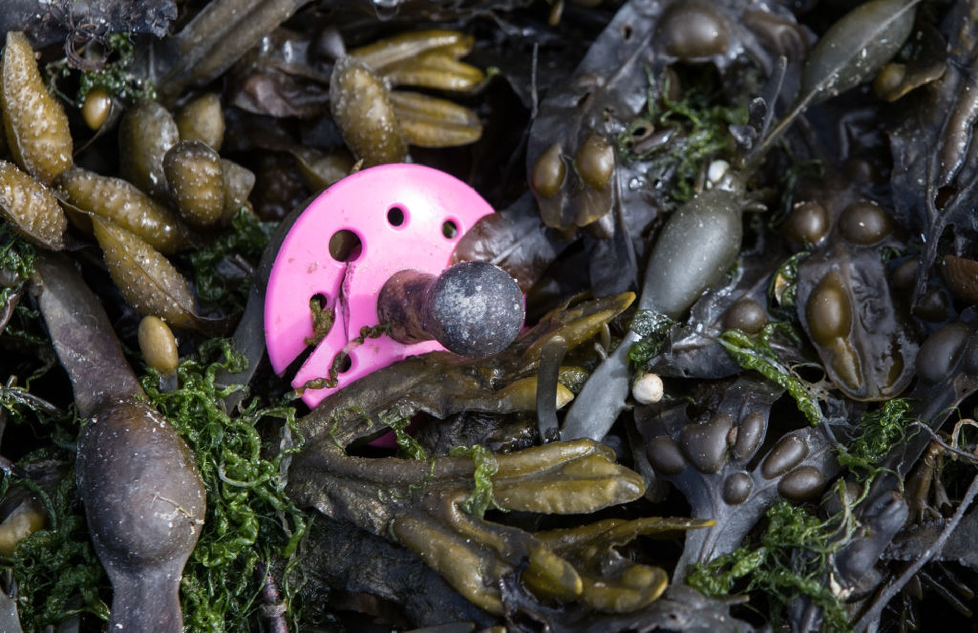 Plastic found along the UK coastline