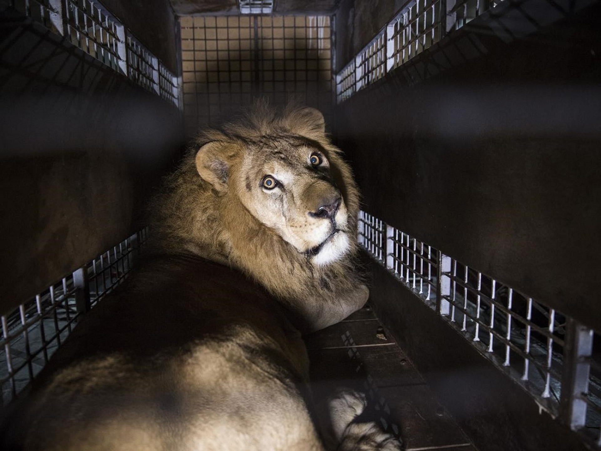 33 lions are returned to Africa
