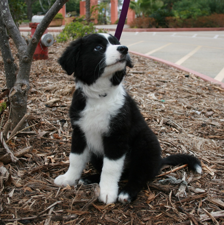 Foto di un cucciolo di border collie