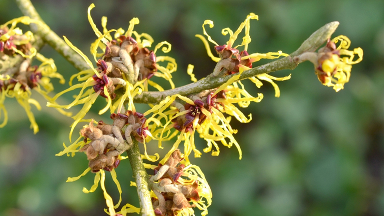 hamamelis rimedio naturale eccesso sudore