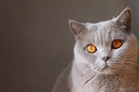 Crisi epilettiche nel cane e nel gatto, un aiuto può arrivare dalla dieta alimentare