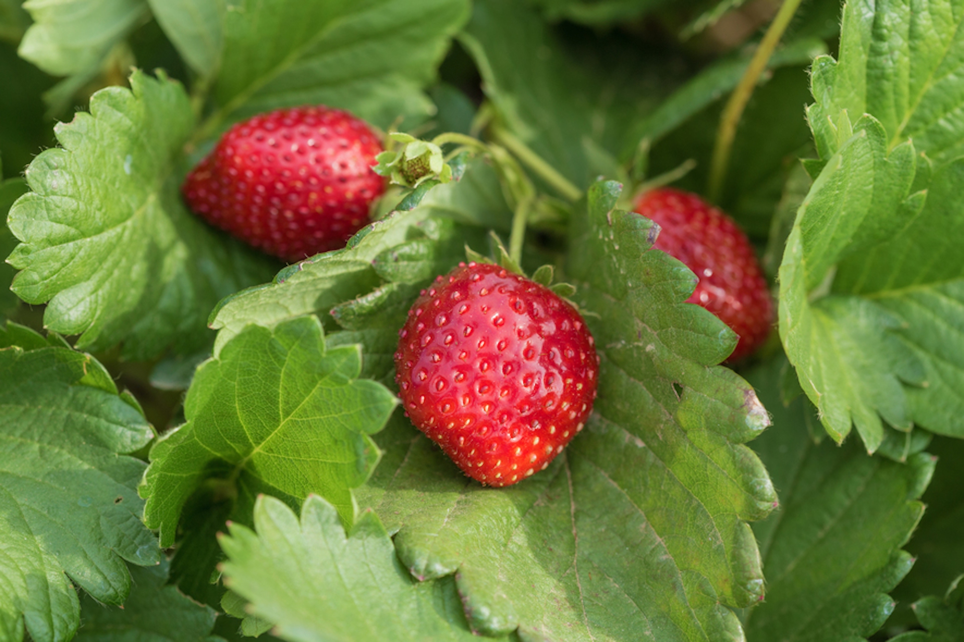 Fragoline Rosse golosità, le fragole e le fragoline di bosco - LifeGate