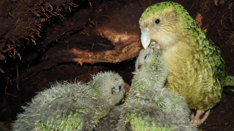 Famiglia kakapo