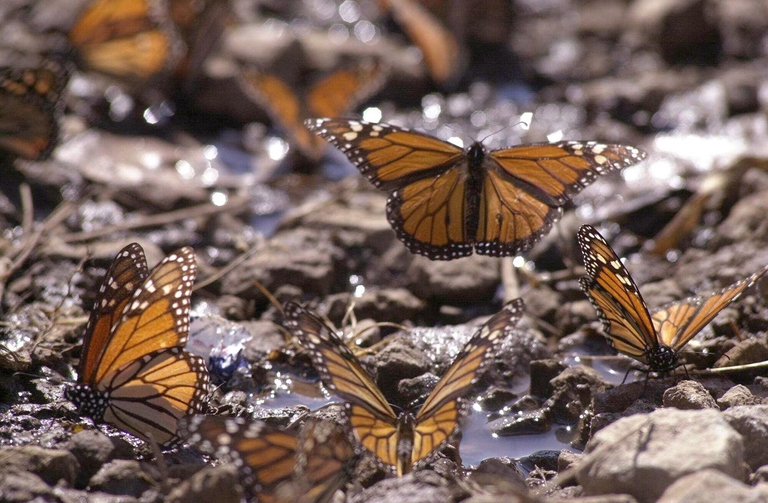 Farfalle monarca tra le montagne del Michoacán