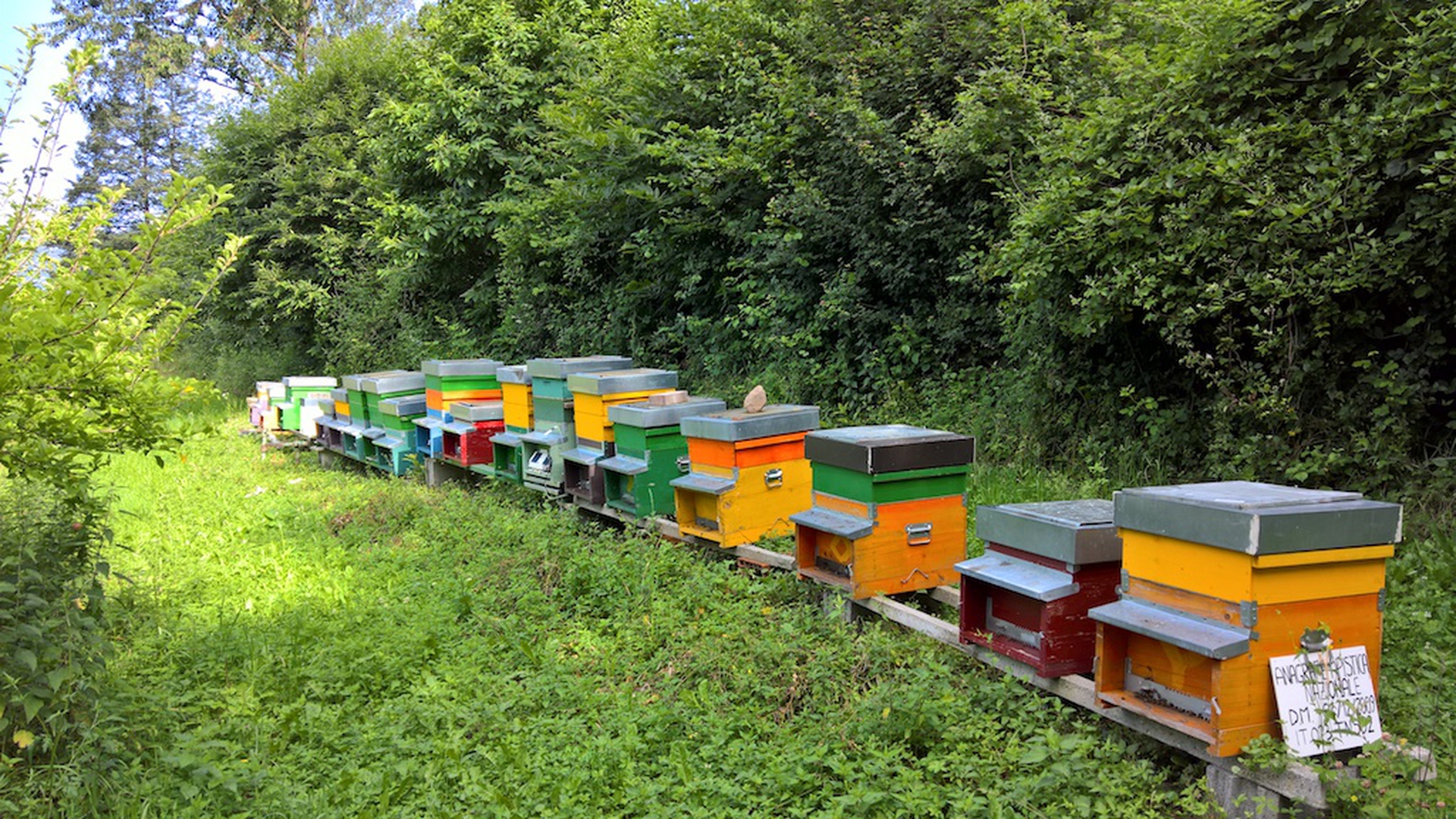 Biomonitoraggio Melixa a Bosentino