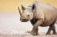 South Africa, rangers kill two rhino poachers