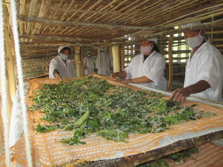 Thousands of silkworms are fed