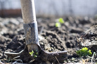Cosa piantare a marzo: guida per orto e balcone