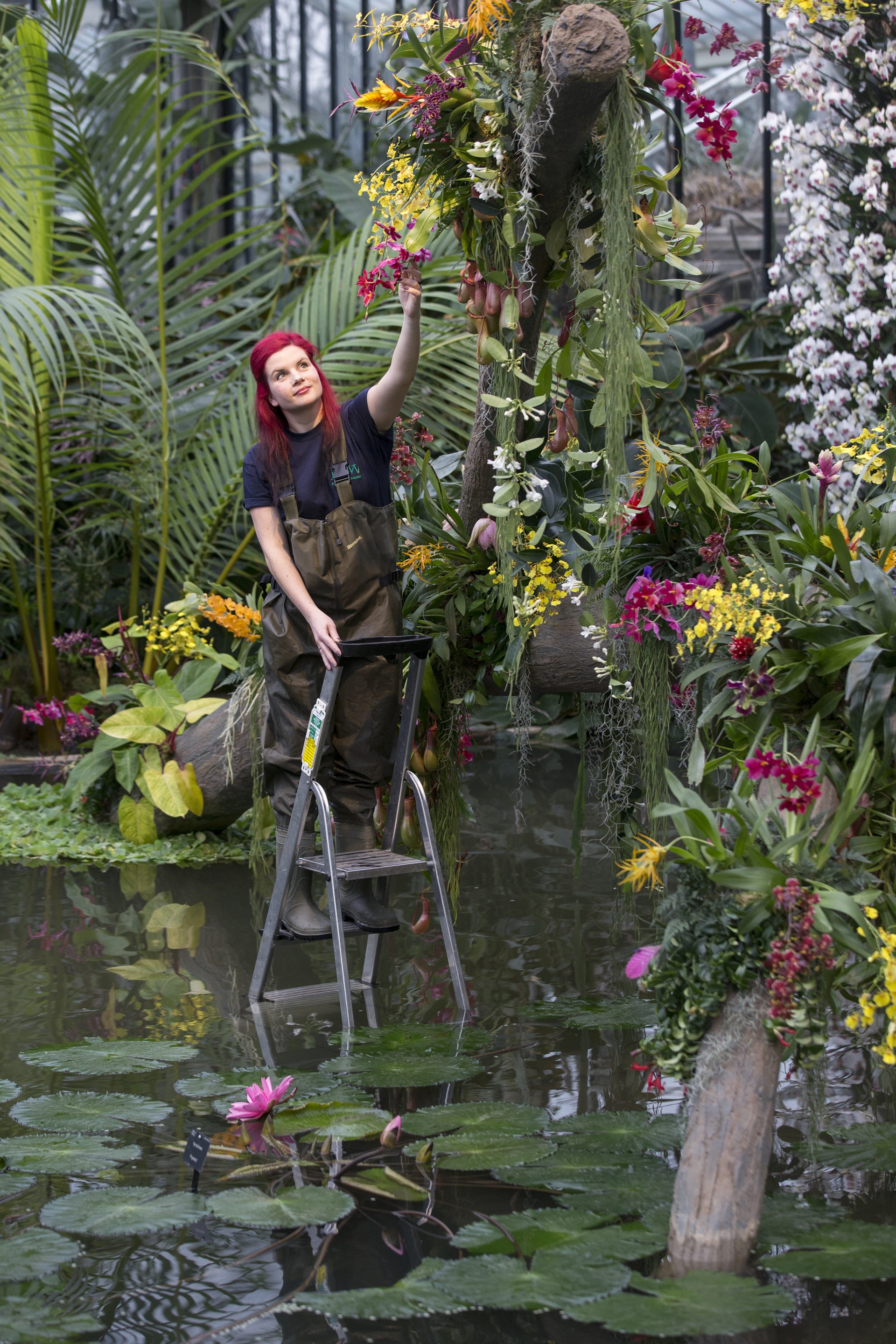 Le foto delle orchidee ai Royal Botanic Gardens di Kew